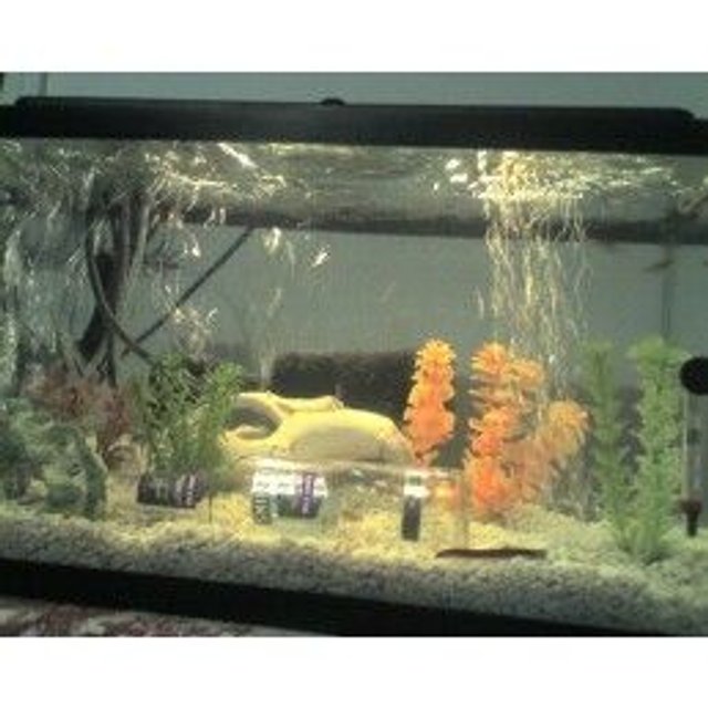 Rated #309: 10 Gallons Planted Tank - a small hobby tank