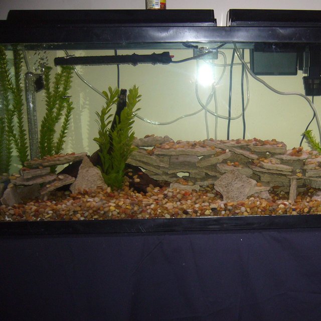 Rated #306: 55 Gallons Planted Tank - yet another crappy pic