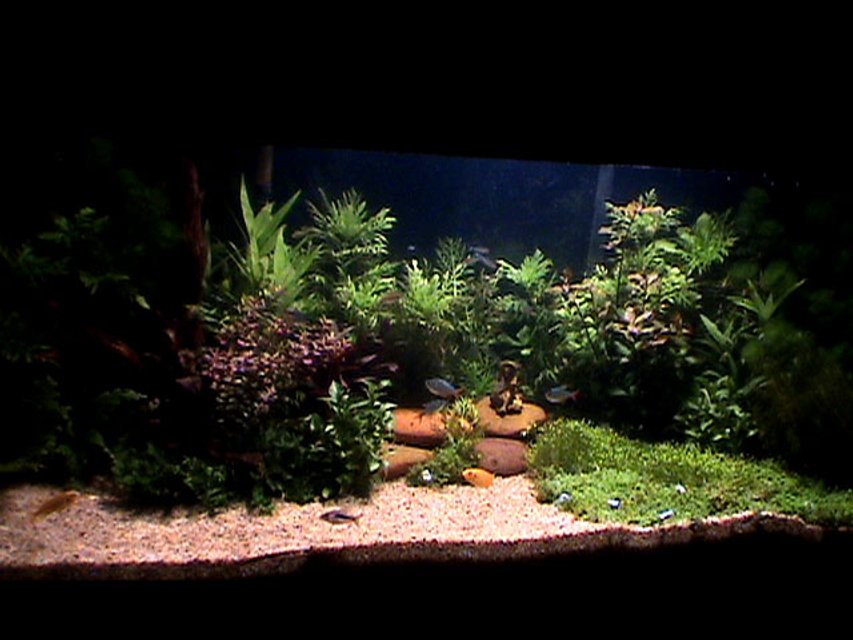 Rated #634: 4 Gallons Planted Tank - My still growing tank