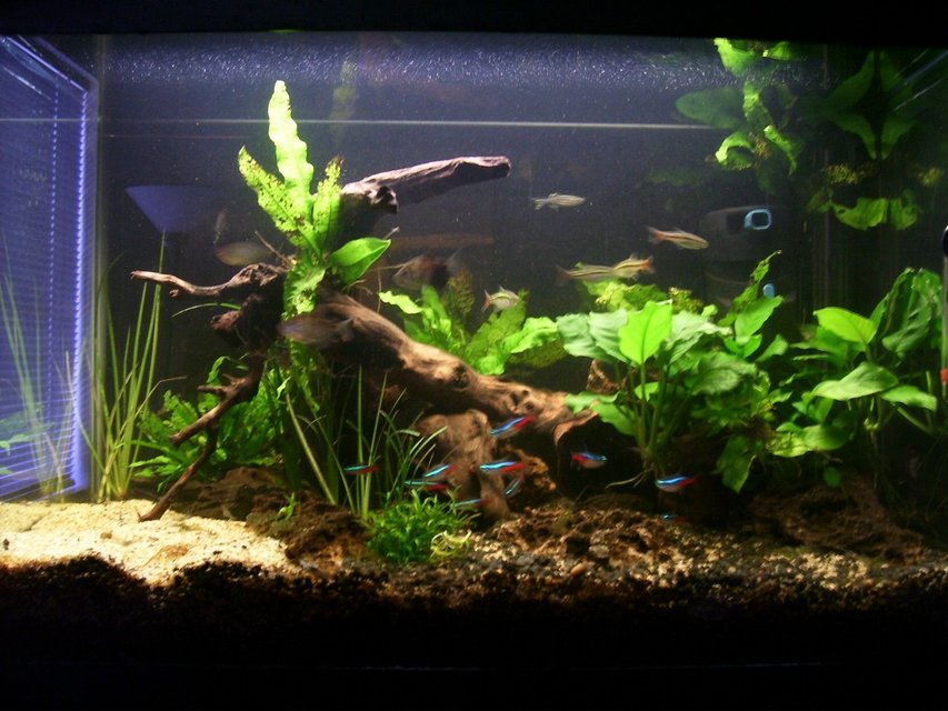 Rated #91: 20 Gallons Planted Tank - picture of my tank