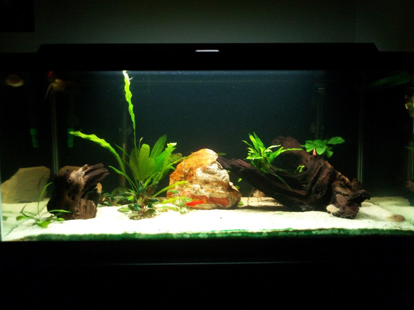 Rated #81: 40 Gallons Planted Tank - This is my 40 gallon (breeder) planted freshwater tank.