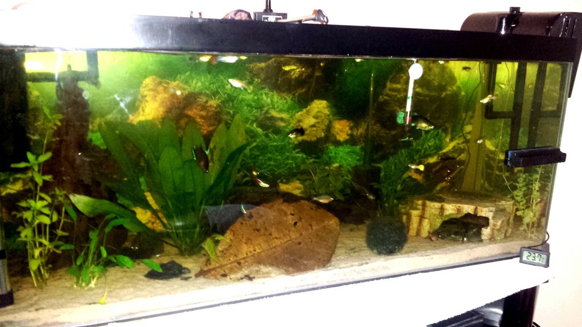 Rated #63: 21 Gallons Planted Tank - 3ft all live plants