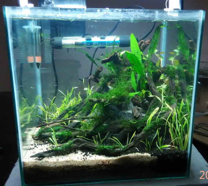 Rated #22: 8 Gallons Planted Tank - Size: 1 x 1 x 1 ft

Substrate: Fluval Stratum and River Sand

Flora: Java Fern, Echinodorus Tennelus " Micro", Sp Honda, Java Moss

Fauna: Brilliant Rummy Nose , Galaxy Rasbora and Amano Shrimps

Lighting: 20 Watts Osram CFL

Filter: Sobo HOB Filter

Heater: Sobo 50 Watts

Thermometer: Unknown