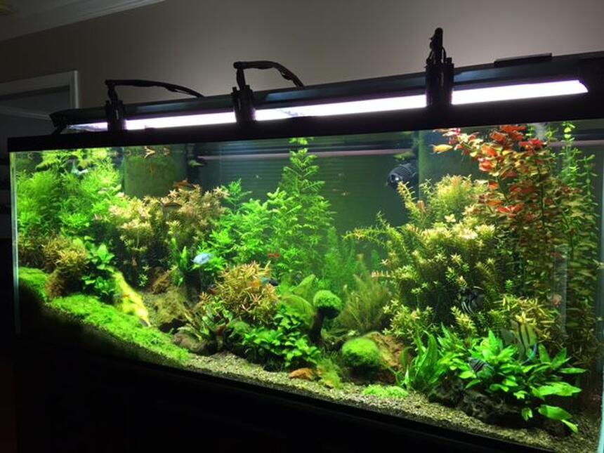 Most Beautiful Planted Tanks ( 2016 ) | RateMyFishTank.com