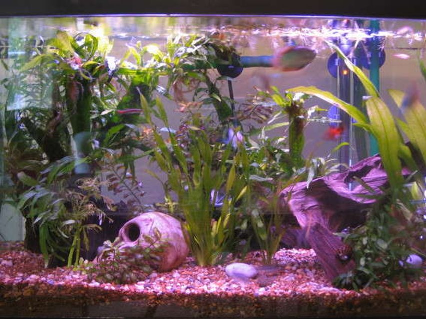 Rated #202: 20 Gallons Planted Tank - 20gal planted 2years ago on initial set up