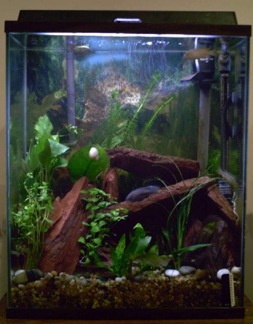 Rated #178: 20 Gallons Planted Tank - My 20xh.