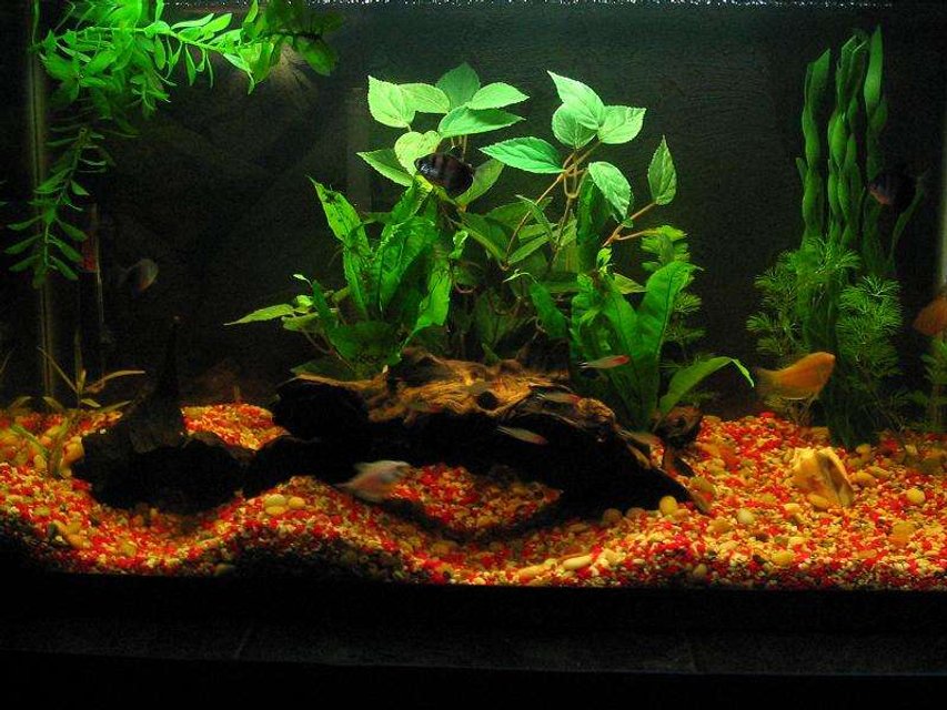 Rated #149: 30 Gallons Planted Tank - my 30 gallon tank