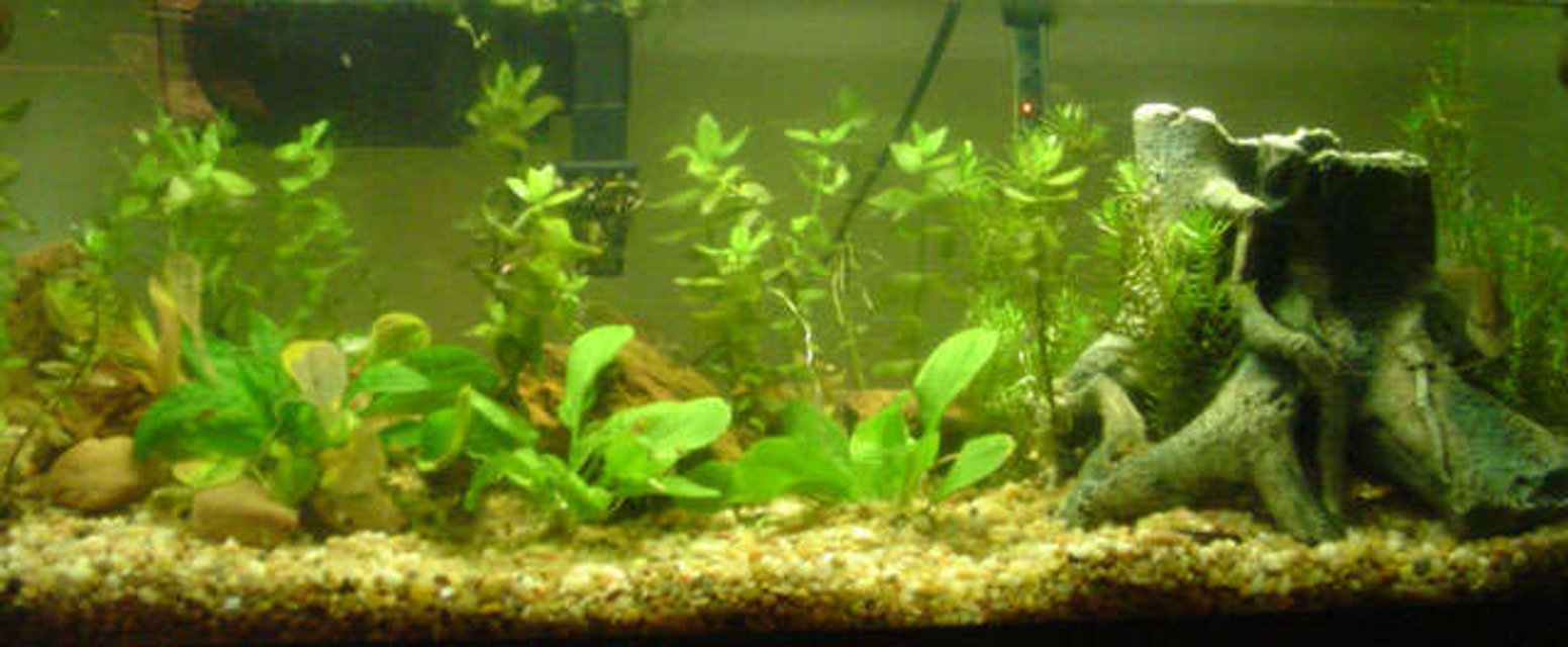 Rated #188: 20 Gallons Planted Tank - 20 Gallon Long