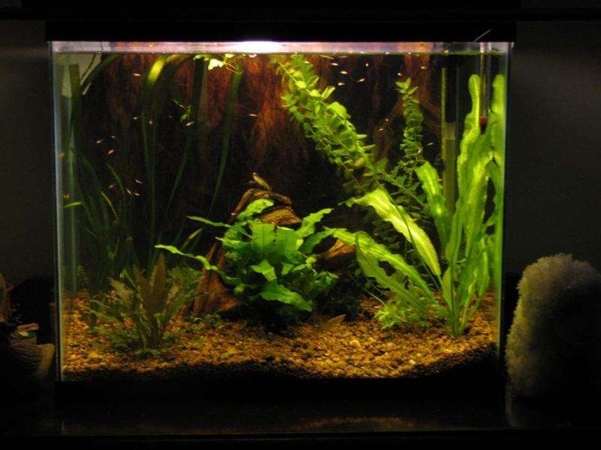 Rated #165: 50 Gallons Planted Tank - 15g