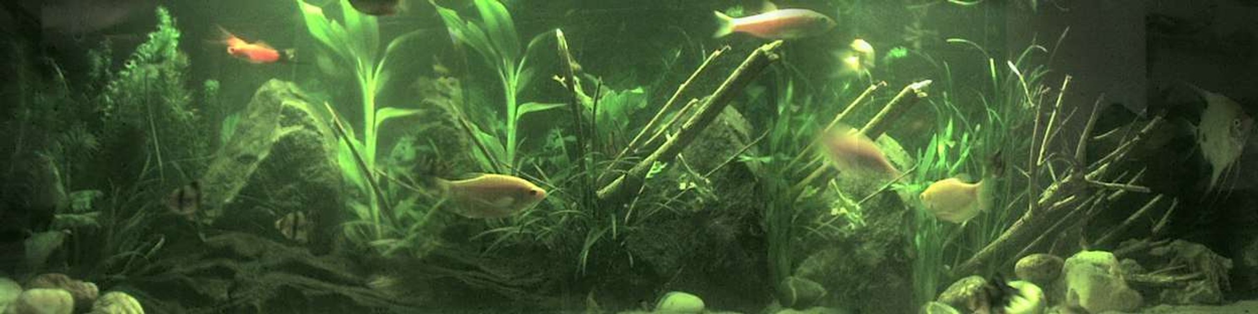 Rated #168: 26 Gallons Planted Tank - a panaramic view ov my tank,
its inproving slowly,
if u look at my outher pics u can see what it looked like larst mouth,
its just all growing and aquascapeing nw,