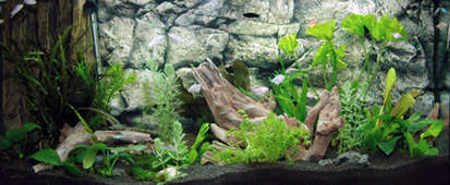 Rated #122: 40 Gallons Planted Tank - We decorate the aquarium tank with our aquarium decorations