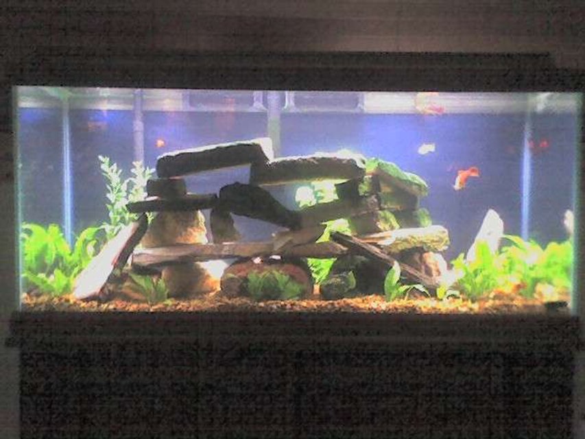 Rated #187: 55 Gallons Planted Tank - Oceanic 35 Gallon Freshwater with live plants. Dual filters, 50/50 Flourescent bulb, Platty Tank w/ succesful breeding.