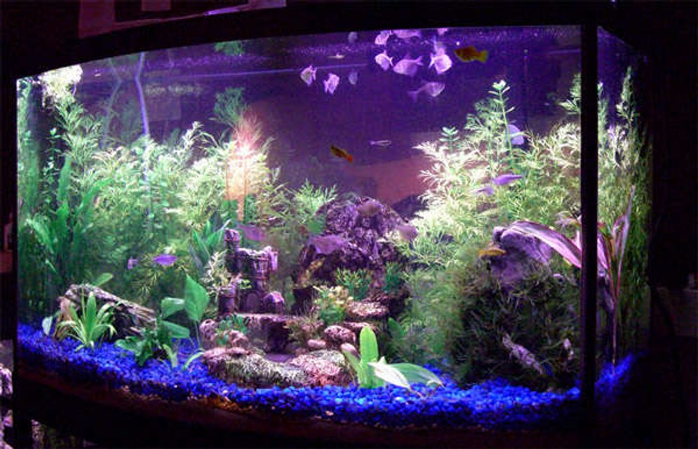 Rated #131: 46 Gallons Planted Tank - 46g Planted Tank