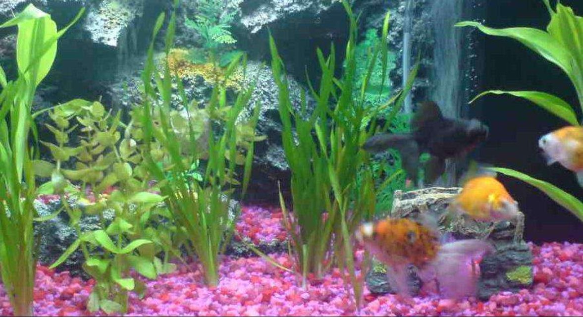 Rated #210: 15 Gallons Planted Tank - Noob Coldwater