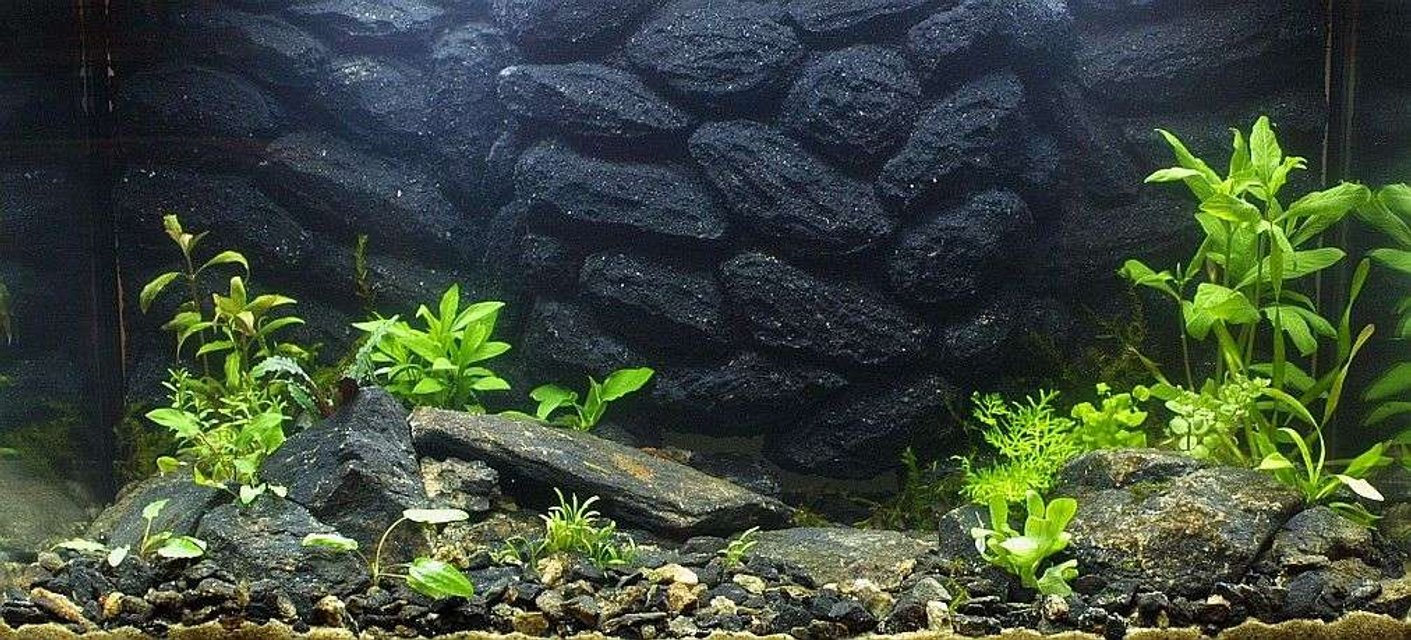 Rated #180: 25 Gallons Planted Tank - 17.4.2007