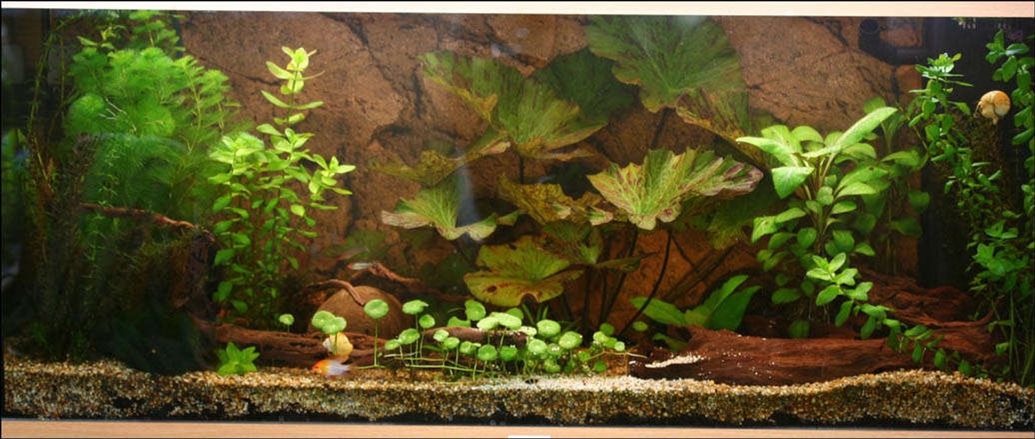 Rated #102: 47 Gallons Planted Tank - My tank