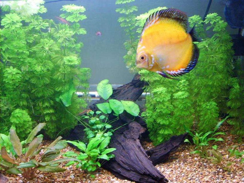 Rated #111: 50 Gallons Planted Tank - My Community Tank , 2 nearing adult discus , 3 juvinile discus, 6 Harlequin tetras, 1 Bristlenose Catfish, 1 Pakastani Loach. Custom Trickle filter plus internal powerhead with sponge. Lots of Plants unsure of species not a plant expert.