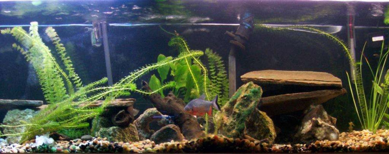 Rated #184: 125 Gallons Planted Tank - 125 Gallon