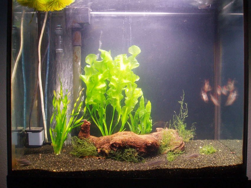 Rated #211: 22 Gallons Planted Tank - New plants bought today.