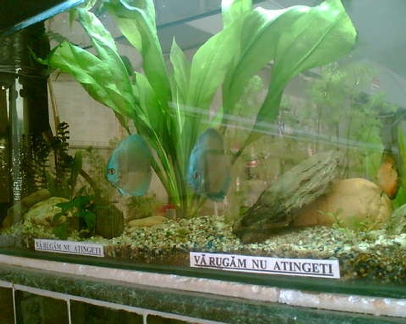 Rated #204: 120 Gallons Planted Tank - Blue Diamond Pair