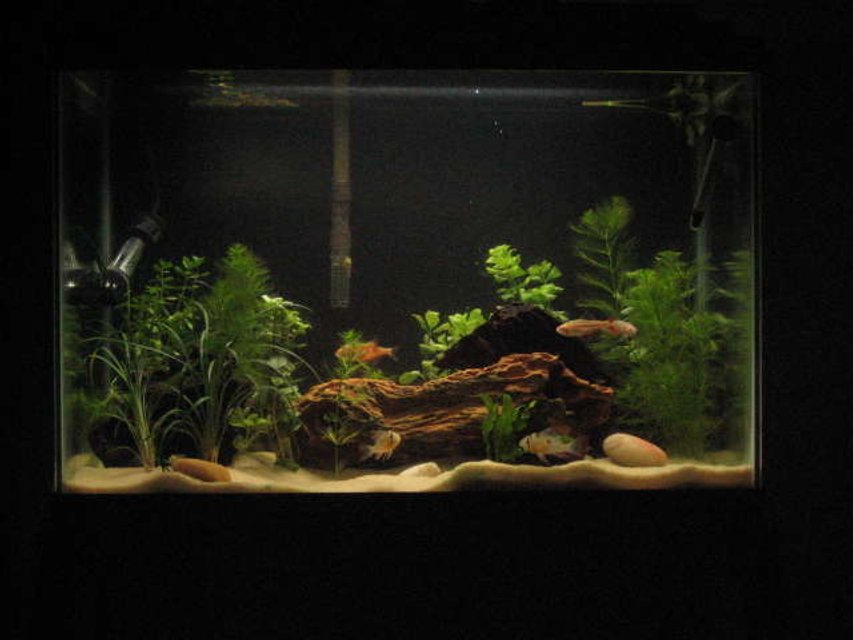 Rated #117: 20 Gallons Planted Tank - 20 Gallon Planted Bolivian Ram tank