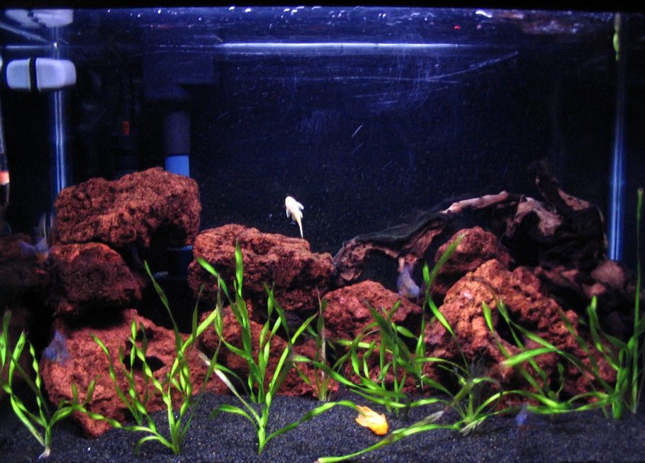 Daddy71 S Planted Tanks Photo Id 21168 Full Version 20 Gal Eclipse With Black Tahitian Moon Sand Lava Rock Some Driftwood 2 Florescent