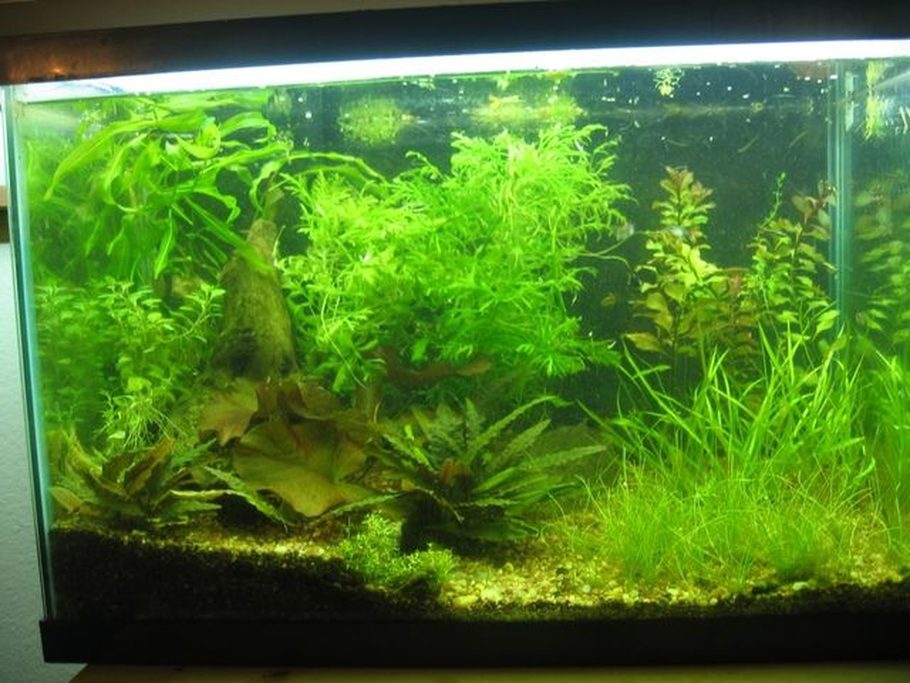 Aquamaniac's Planted Tanks Photo (ID 28630) Full Version