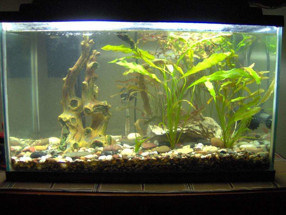 RosarioCamaro's Planted Tanks Photo (ID 5668) Full Version
