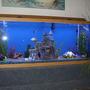 55 gallons freshwater fish tank (mostly fish and non-living decorations) - My Tank