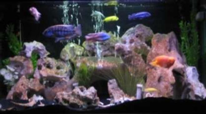 75 gallons freshwater fish tank (mostly fish and non-living decorations) - 75 gallon