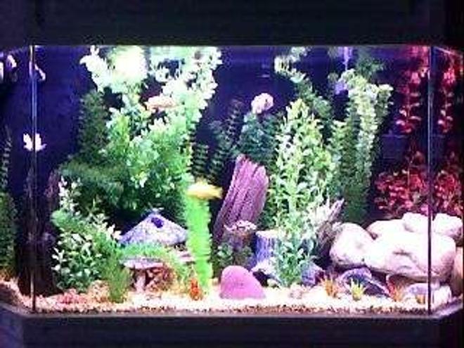 75 gallons freshwater fish tank (mostly fish and non-living decorations) - flatback hex