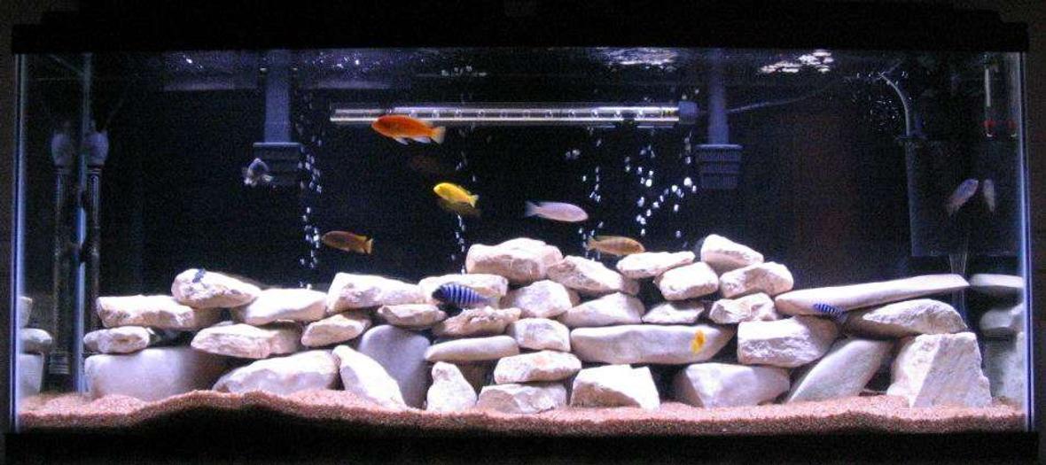 55 gallons freshwater fish tank (mostly fish and non-living decorations) - 55 gallon tank with 12 African cichlids and 1 African catfish