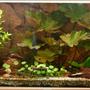 47 gallons planted tank (mostly live plants and fish) - My tank