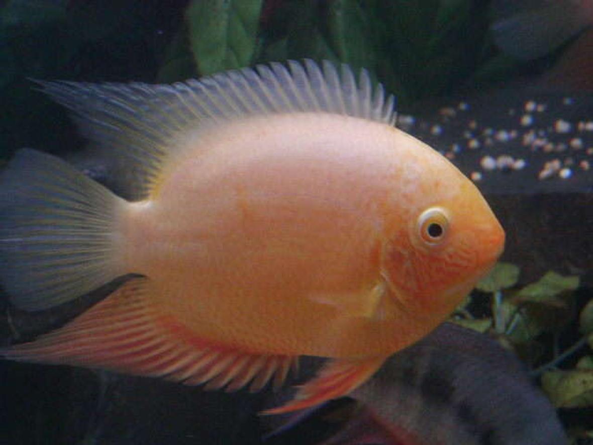 freshwater fish - heros serverus - gold severum stocking in 740 gallons tank - One of my gold severums