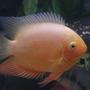 freshwater fish - heros serverus - gold severum stocking in 740 gallons tank - One of my gold severums