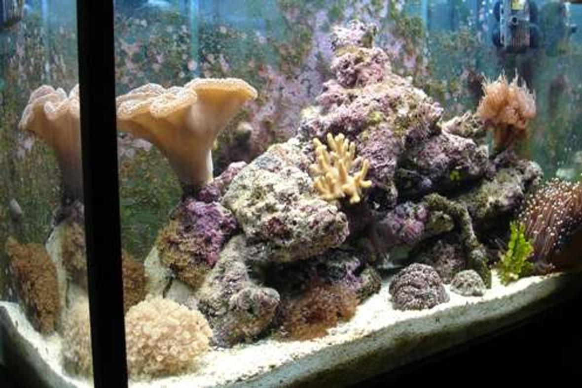 32 gallons reef tank (mostly live coral and fish) - Tank at 6 months