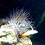 saltwater fish - nemateleotris magnifica - firefish stocking in 75 gallons tank - fire