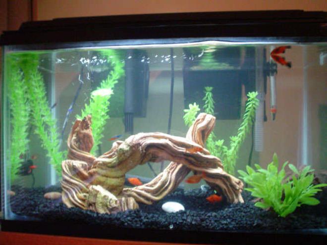10 gallons freshwater fish tank (mostly fish and non-living decorations) - my cool 10g tank