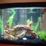 10 gallons freshwater fish tank (mostly fish and non-living decorations) - my cool 10g tank