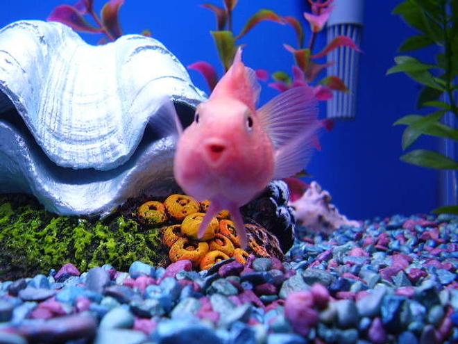 freshwater fish - heros severus x amphilophus citrinellum - blood parrot stocking in 55 gallons tank - blood parrot