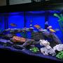 75 gallons freshwater fish tank (mostly fish and non-living decorations) - 75 Gal African Cichlid Tank Enjoy!!!