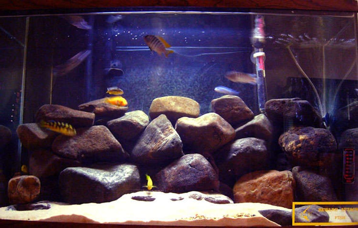 29 gallons freshwater fish tank (mostly fish and non-living decorations) - Mbuna