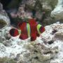 saltwater fish - premnas biaculeatus - yellowstripe maroon clownfish stocking in 55 gallons tank - gold stripe maroon clown