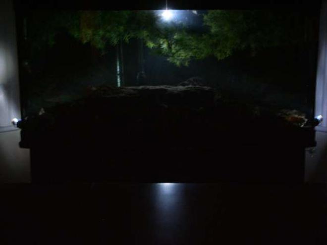 72 gallons freshwater fish tank (mostly fish and non-living decorations) - Moon light