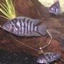 freshwater fish - archocentrus nigrofasciatus - black convict cichlid stocking in 30 gallons tank - 3 of my convicts