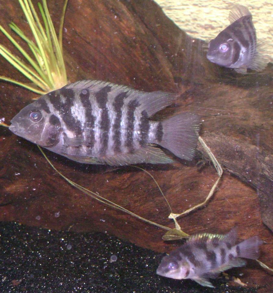 Rated #2113: Freshwater Fish - Archocentrus Nigrofasciatus - Black Convict Cichlid Stocking In 30 Gallons Tank - 3 of my convicts