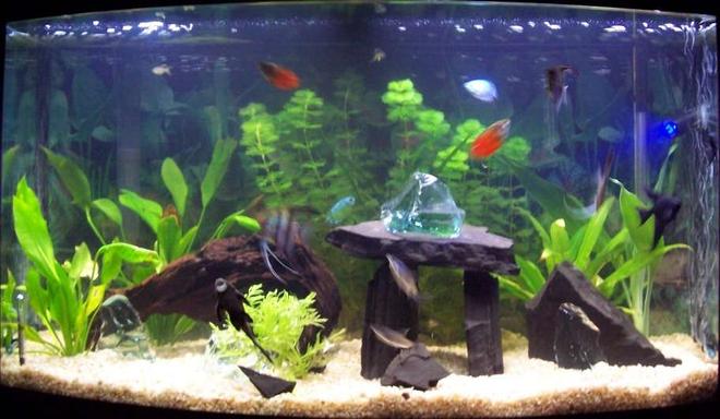 46 gallons planted tank (mostly live plants and fish) - One of the many set ups of this tank. I usually change it around weekly to keep the Angel fish guessing.