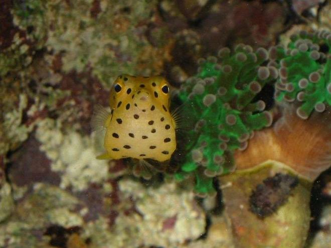 saltwater fish - ostracion meleagris - whitespotted boxfish stocking in 90 gallons tank - a cute box fish puffer