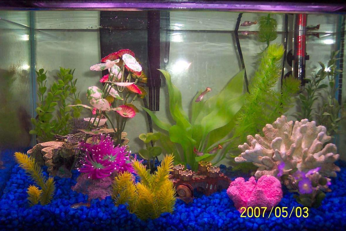 10 gallons freshwater fish tank (mostly fish and non-living decorations) - This is my 10 gallon tank. Nothing extremely special. I have tons of hiding spots because guppies get pregnant a lot and I usually lose several fry from being eaten, hopefully this time around they'll seek shelter first. I also have a liking for Clown Loaches which are shy, and so they need hiding as well. I recently took my Betta from her bowl and into the tank and also purchased a Clown Loach, it's working out great. Since then, I've also added two Tiger Barbs and am going to expriment with a Black Moor and see how that goes...but that was after this pic was taken.