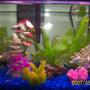 10 gallons freshwater fish tank (mostly fish and non-living decorations) - This is my 10 gallon tank. Nothing extremely special. I have tons of hiding spots because guppies get pregnant a lot and I usually lose several fry from being eaten, hopefully this time around they'll seek shelter first. I also have a liking for Clown Loaches which are shy, and so they need hiding as well. I recently took my Betta from her bowl and into the tank and also purchased a Clown Loach, it's working out great. Since then, I've also added two Tiger Barbs and am going to expriment with a Black Moor and see how that goes...but that was after this pic was taken.